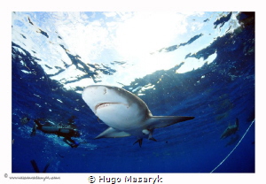 Sharks at Jupiter, Florida by Hugo Masaryk 